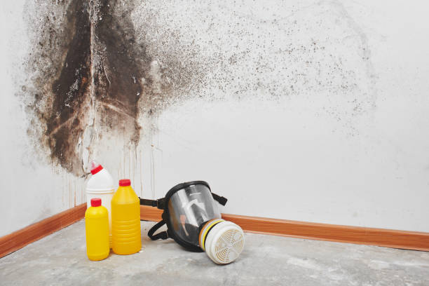 Best Toxic Mold Removal  in Ashland, AL