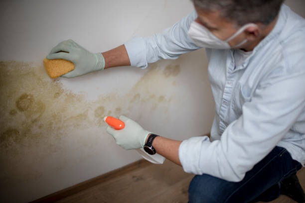 Trusted Ashland, AL Mold Removal Experts