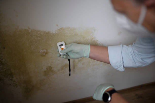 Home Mold Removal in Ashland, AL