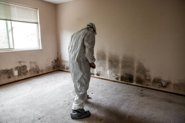 Best Mold Damage Repair  in Ashland, AL