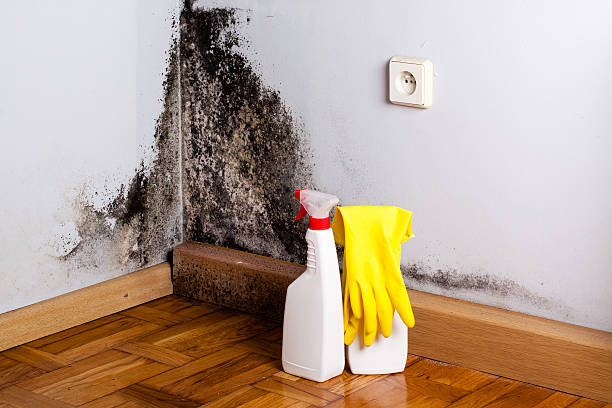 Best Emergency Mold Removal  in Ashland, AL