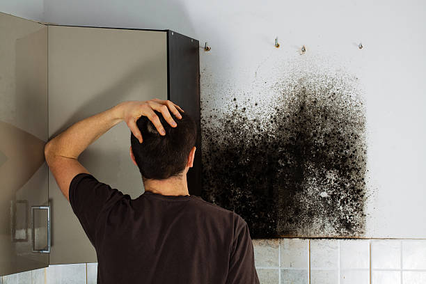 Best Mold Remediation  in Ashland, AL