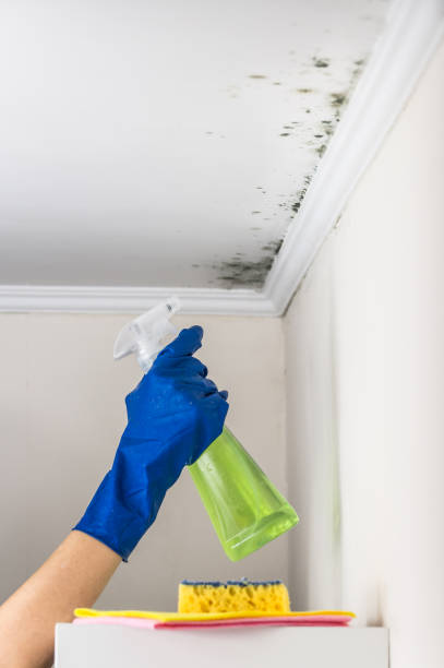Best Water Damage Restoration  in Ashland, AL