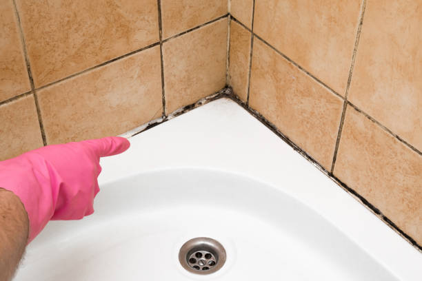 Best Commercial Mold Removal  in Ashland, AL