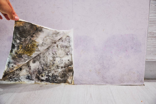Best Mold Removal Company Near Me  in Ashland, AL